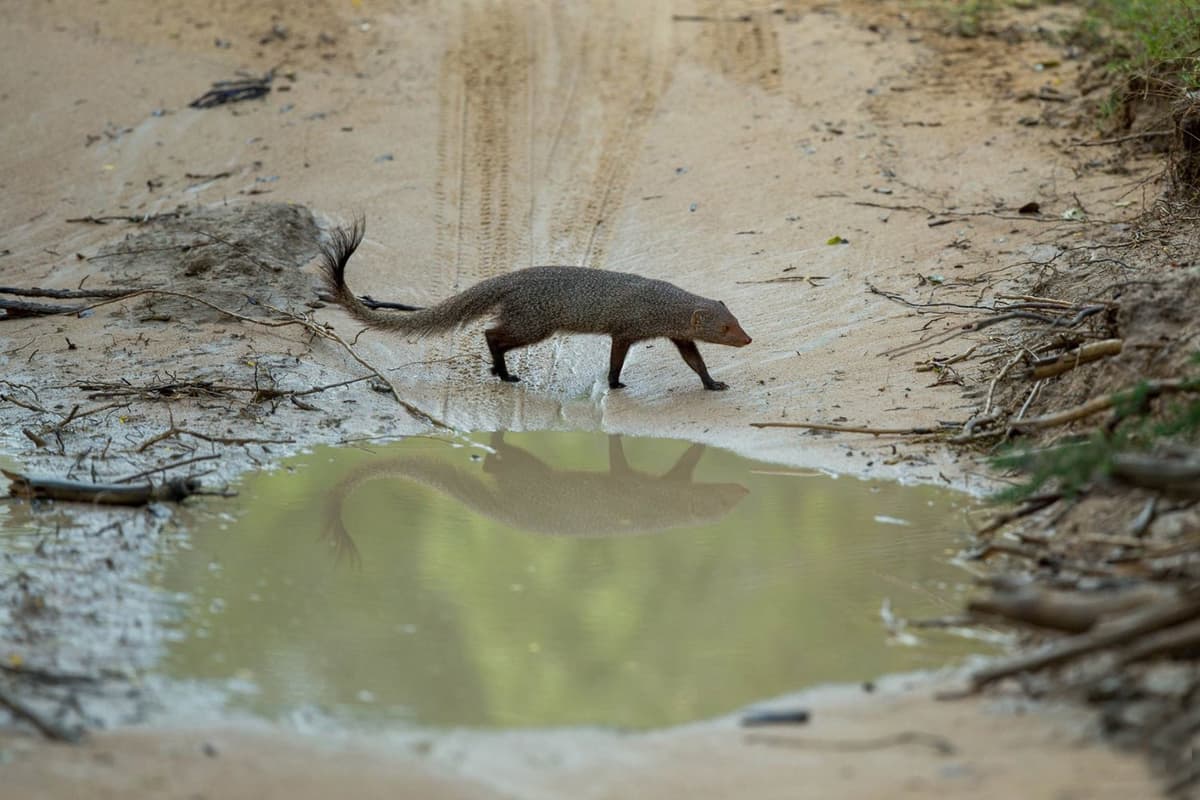 They live in forests, grasslands, and rocky areas across Asia and Africa.