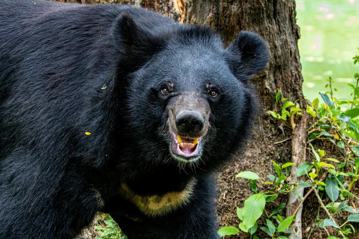 The moon bear has a black coat and a bright crescent chest mark.