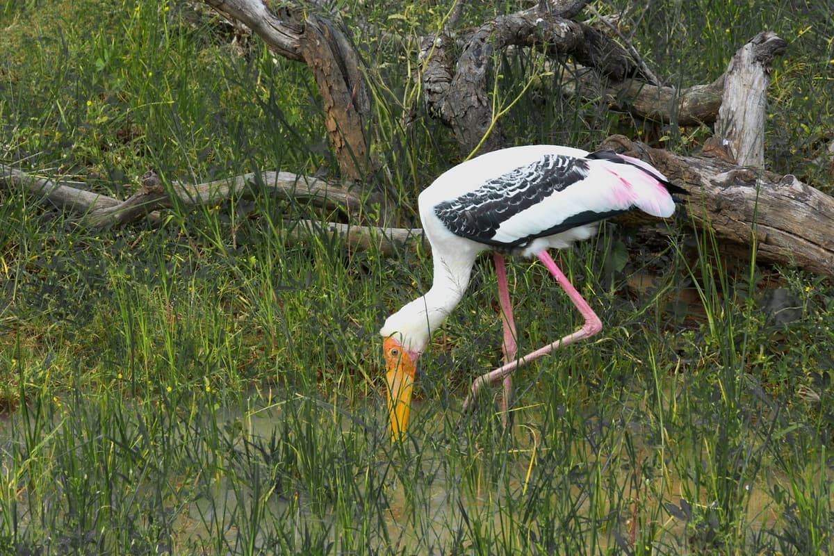 Bright pink wings and a long yellow bill define this bird.
