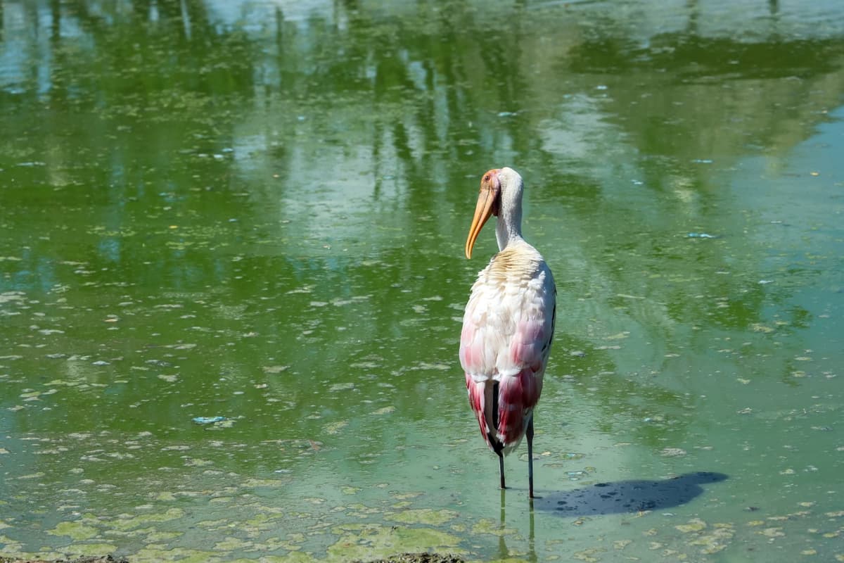 Shallow wetlands and warm marshes form the painted stork's main home.
