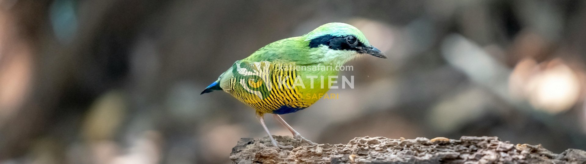 Flying Squirrel (Pteromyini)