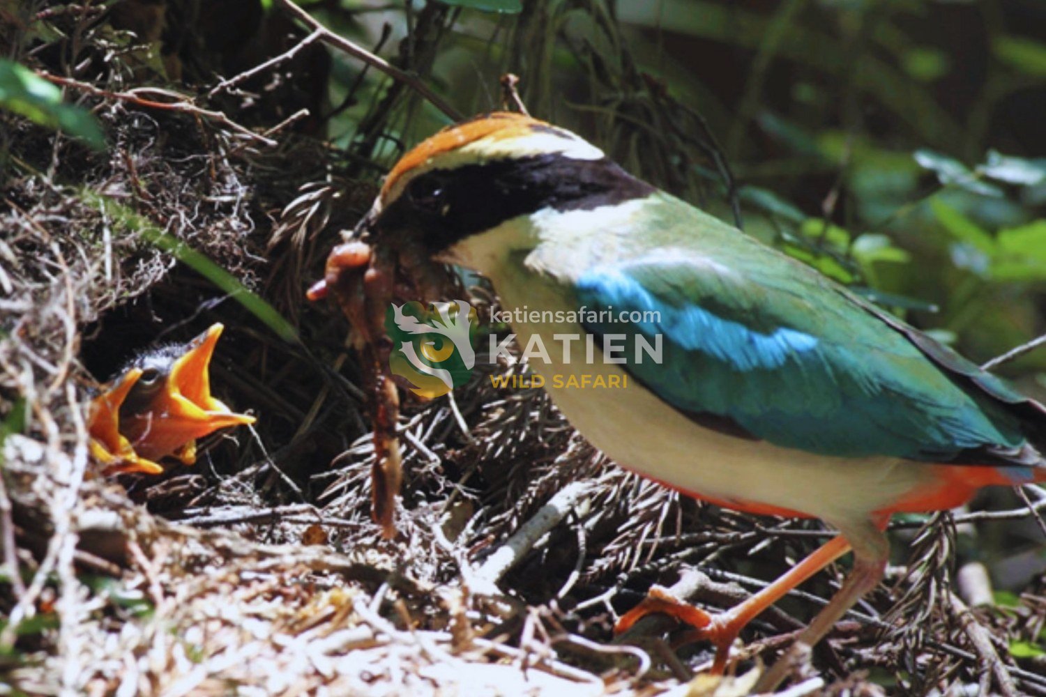 Pitta bird feeding its offspring.