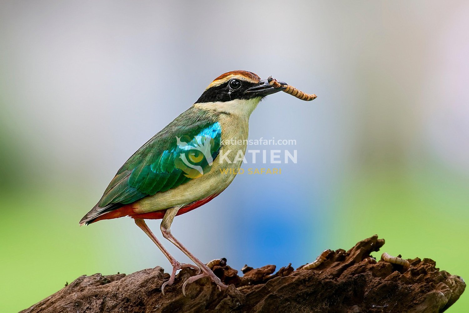 A pitta bird feeds on a worm.