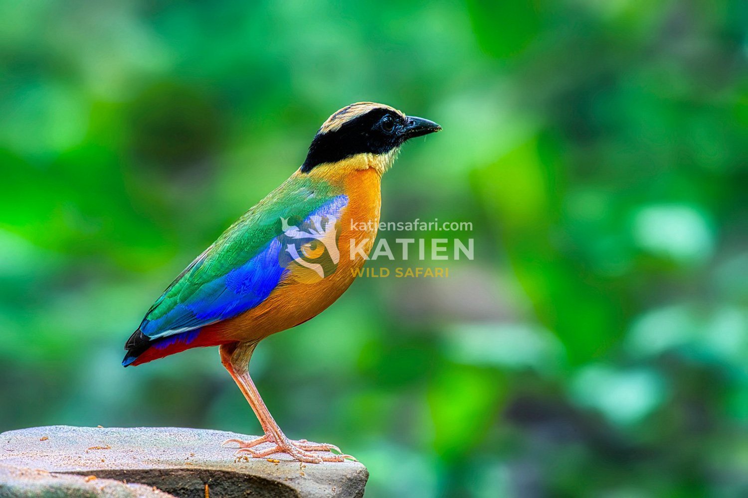 A vibrant pitta bird.