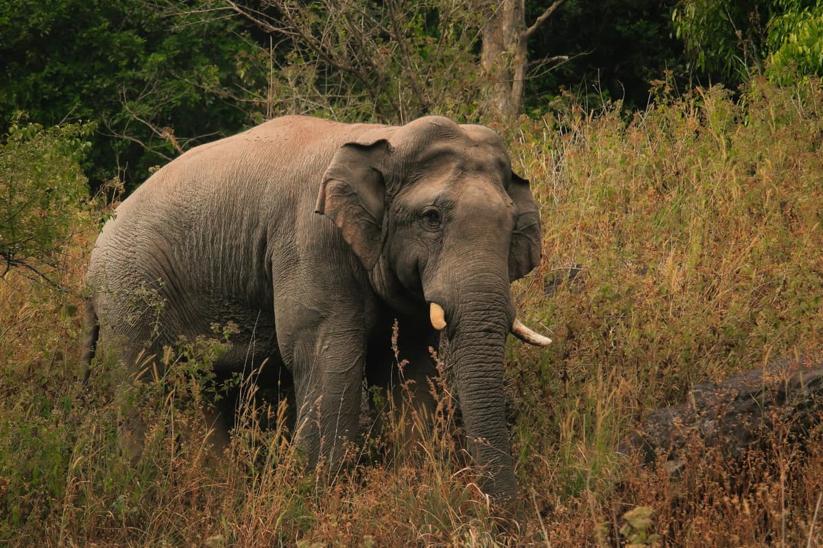 The Asian Elephant is listed as Endangered (EN) on the IUCN Red List