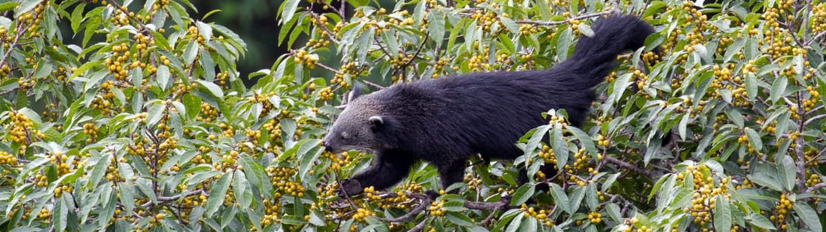Binturong (Bearcat)