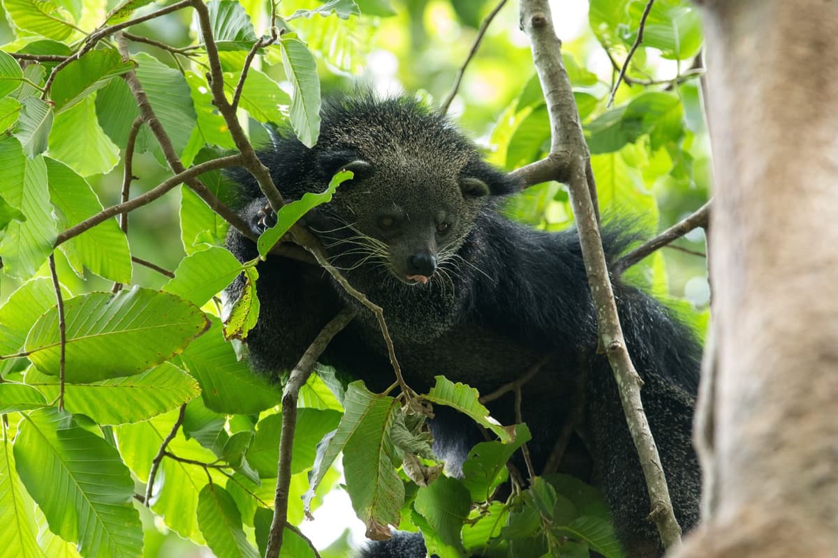 Tropical forests and dense jungles serve as the habitat for binturongs.