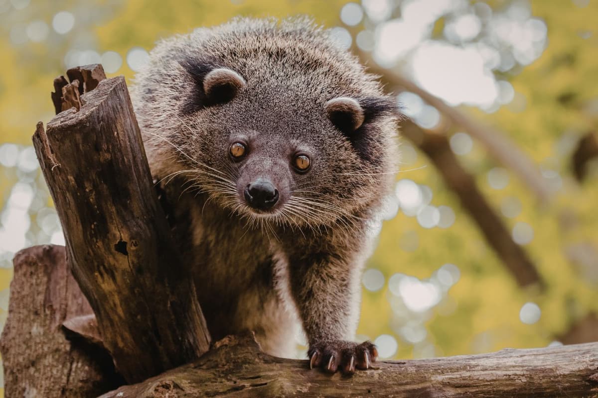 Binturongs feature a muscular build, thick fur, and a prehensile tail.