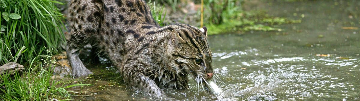 Fishing Cat (Prionailurus viverrinus)