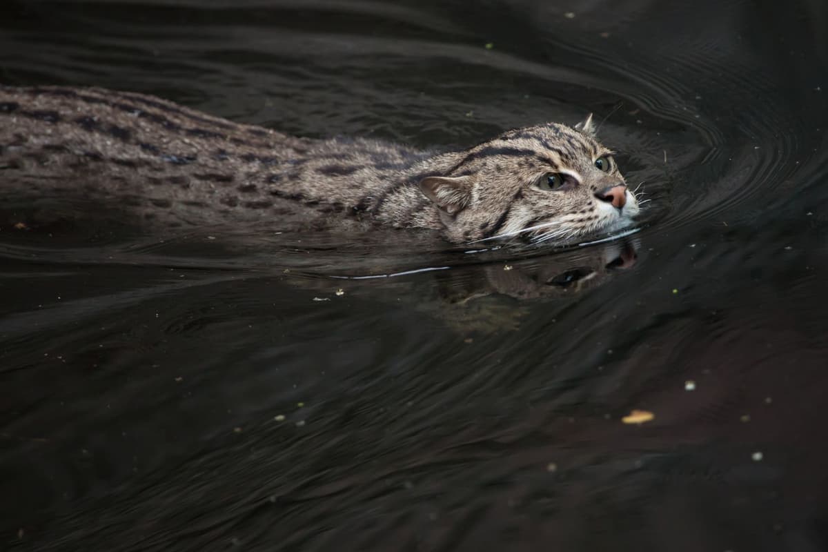 The fishing cat is an excellent swimmer.