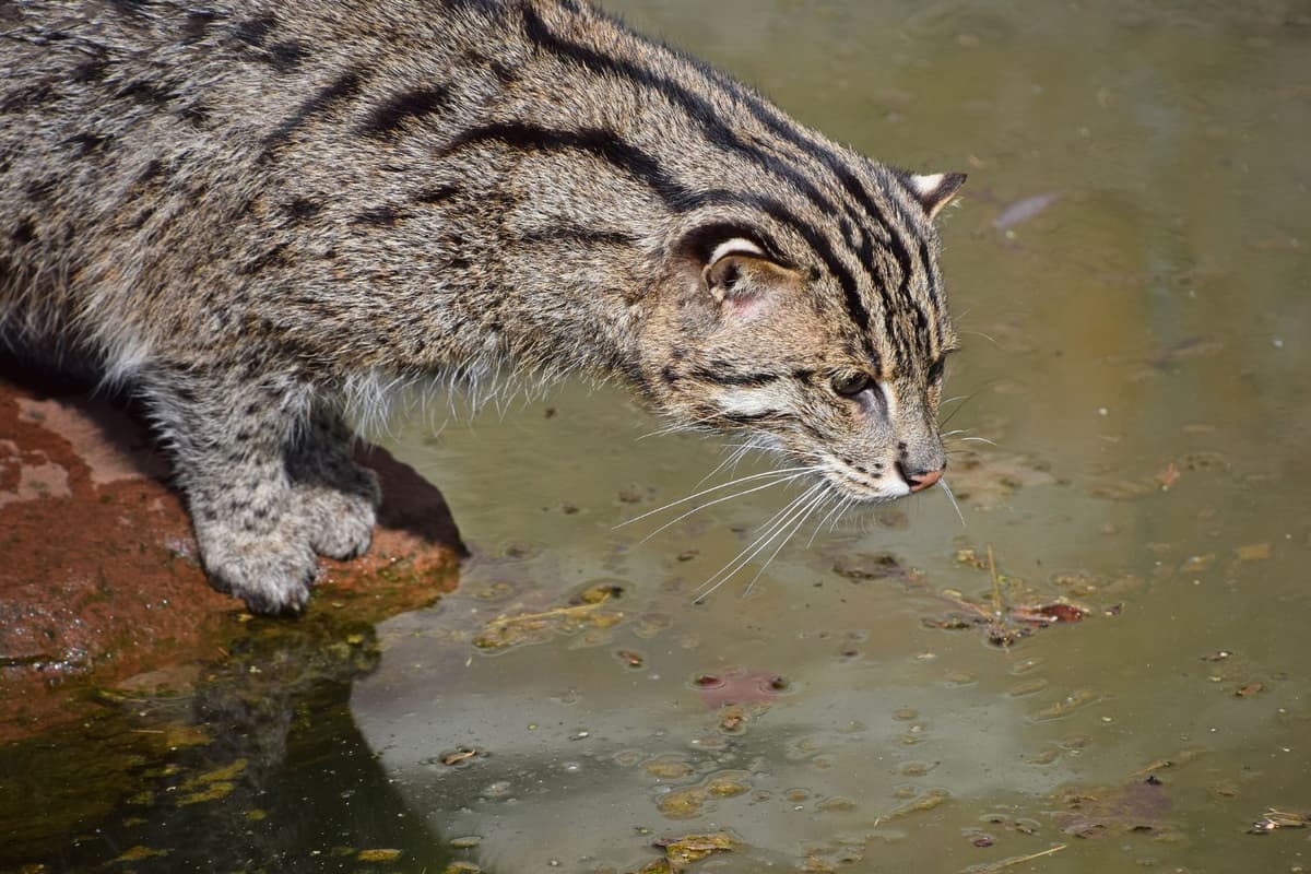 The fishing cat is quietly watching its prey beneath the water.
