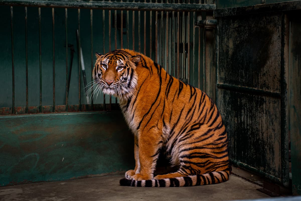 An Indochinese Tiger in Phong Nha-Ke Bang National Park. Photo credit: Oxalis Adventure