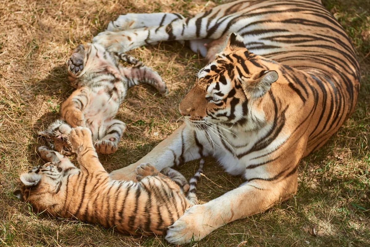 Indochinese tiger mother with cubs