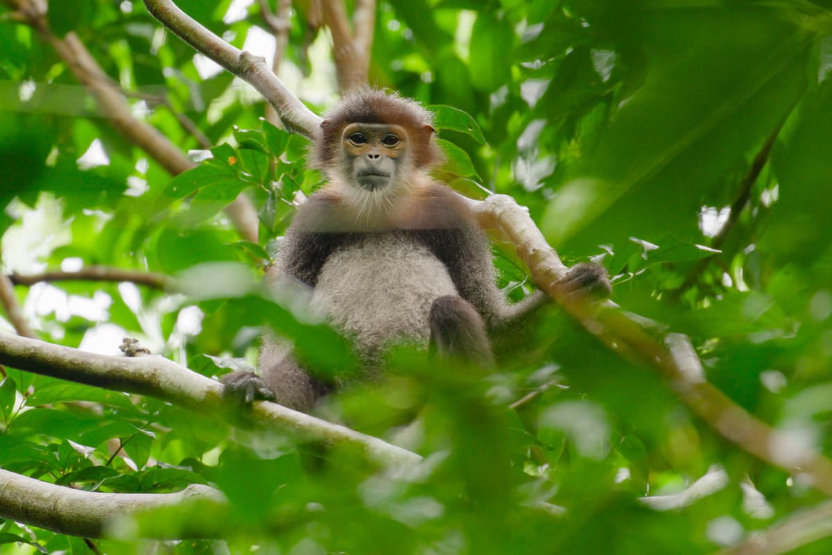 The Black-shanked Douc at Cat Tien National Park