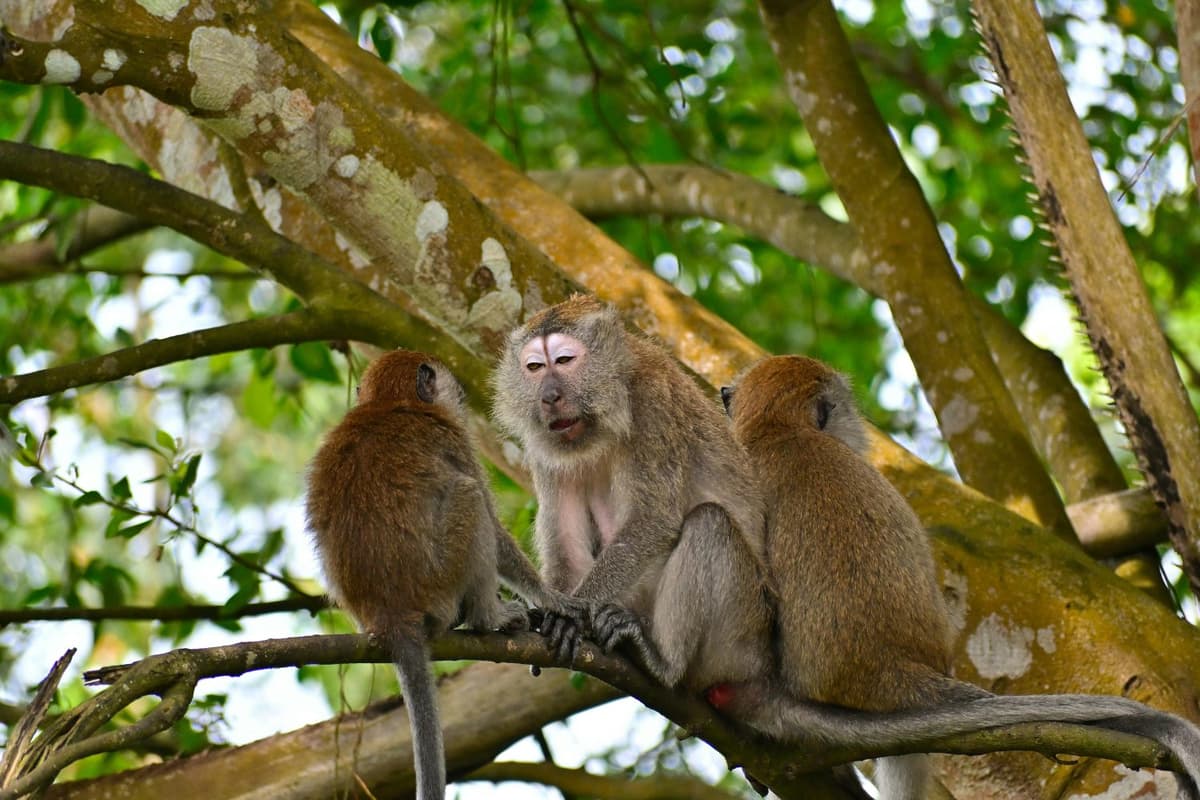 The Long-tailed Macaque is one of the primates you can most often see in Cat Tien National Park.