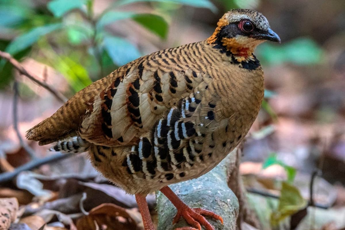 Orange-necked Partridge is an extremely rare and endemic bird species found in Cat Tien National Park. Photo source: Tim Dinh Annambirding