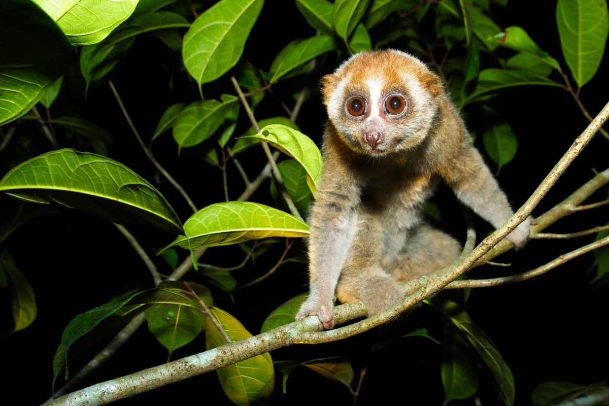 The Pygmy Slow Loris is a shy species that is highly sensitive to disturbance.