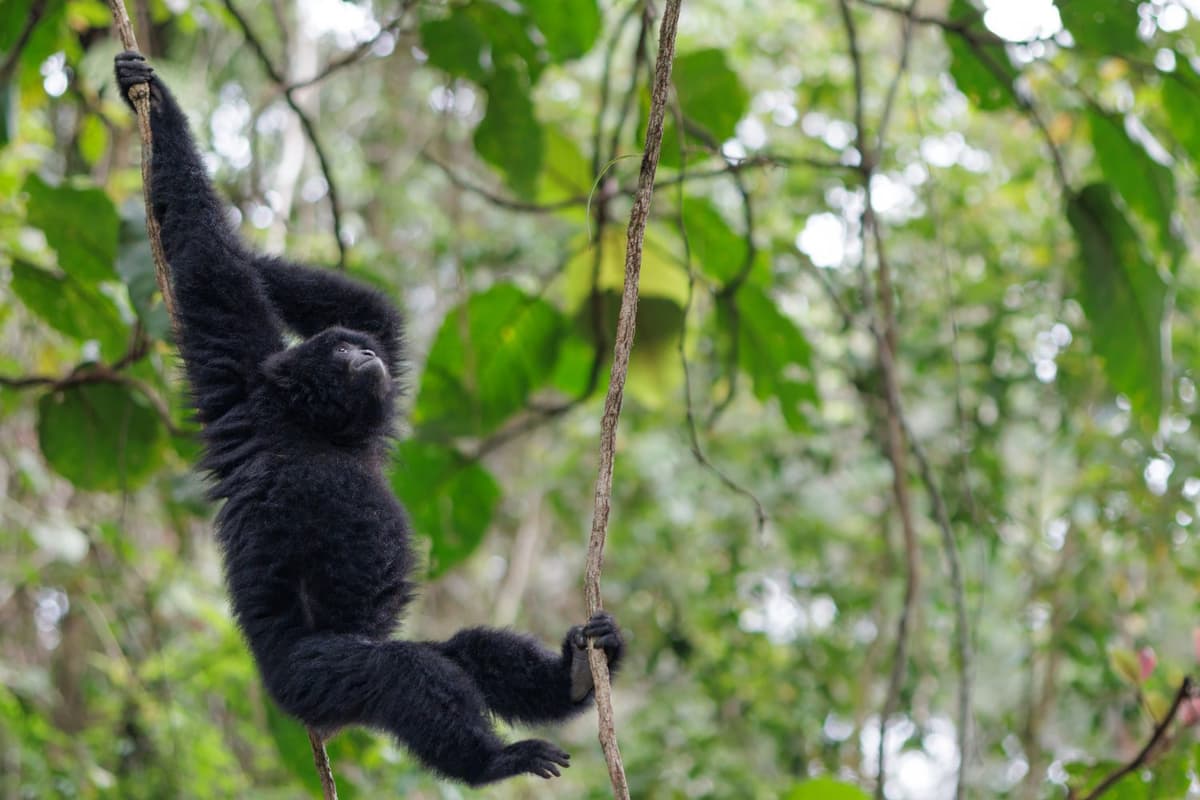 Siamang Gibbon - the largest of all gibbons.