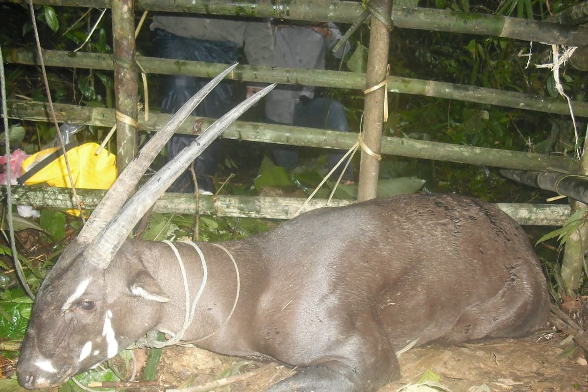 The saola is threatened by traps set by hunters targeting other animals. Photo: Bolikhamxay Provincial Conservation Unit