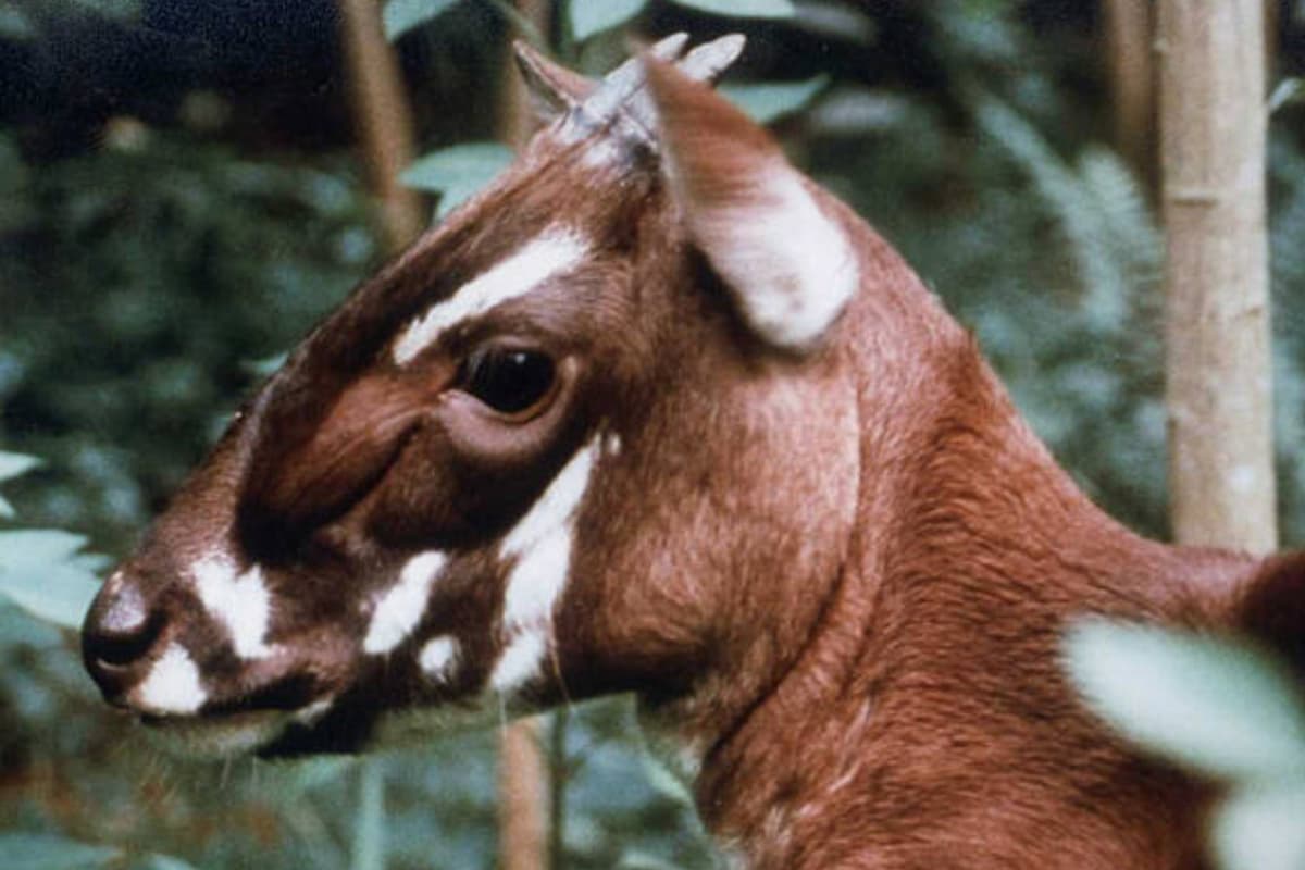 Saola has long, thin white stripes above each eye, resembling eyebrows. Photo: WWF