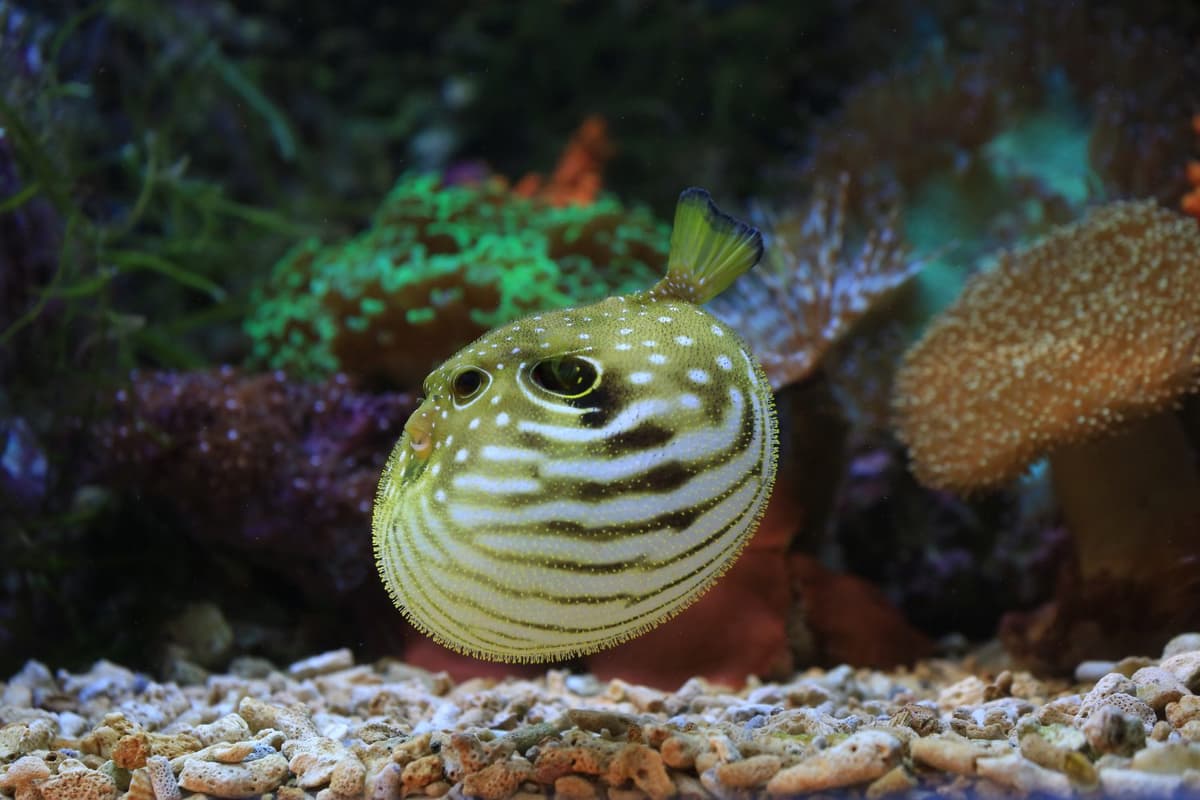 The yellow-striped pufferfish is easily recognizable by its vibrant golden markings.