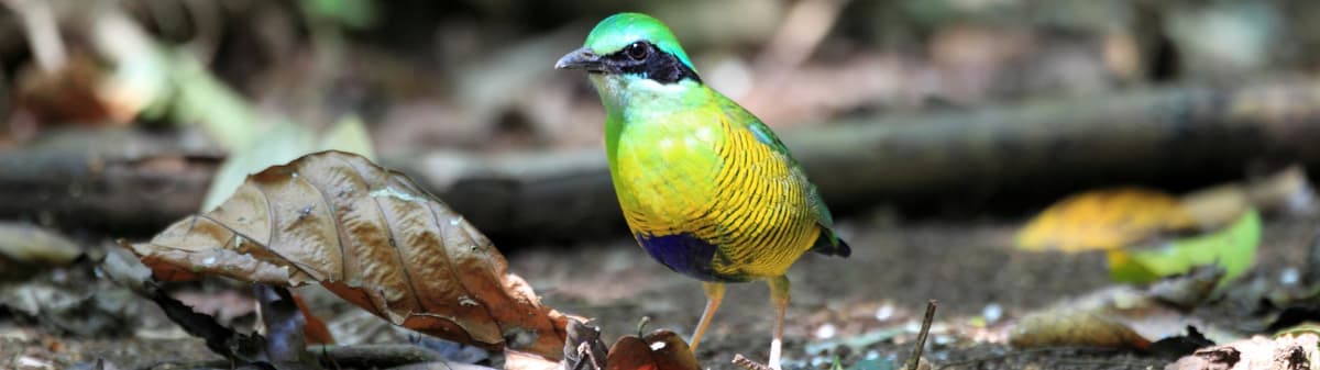 Bar-bellied Pitta (Hydrornis elliotii)