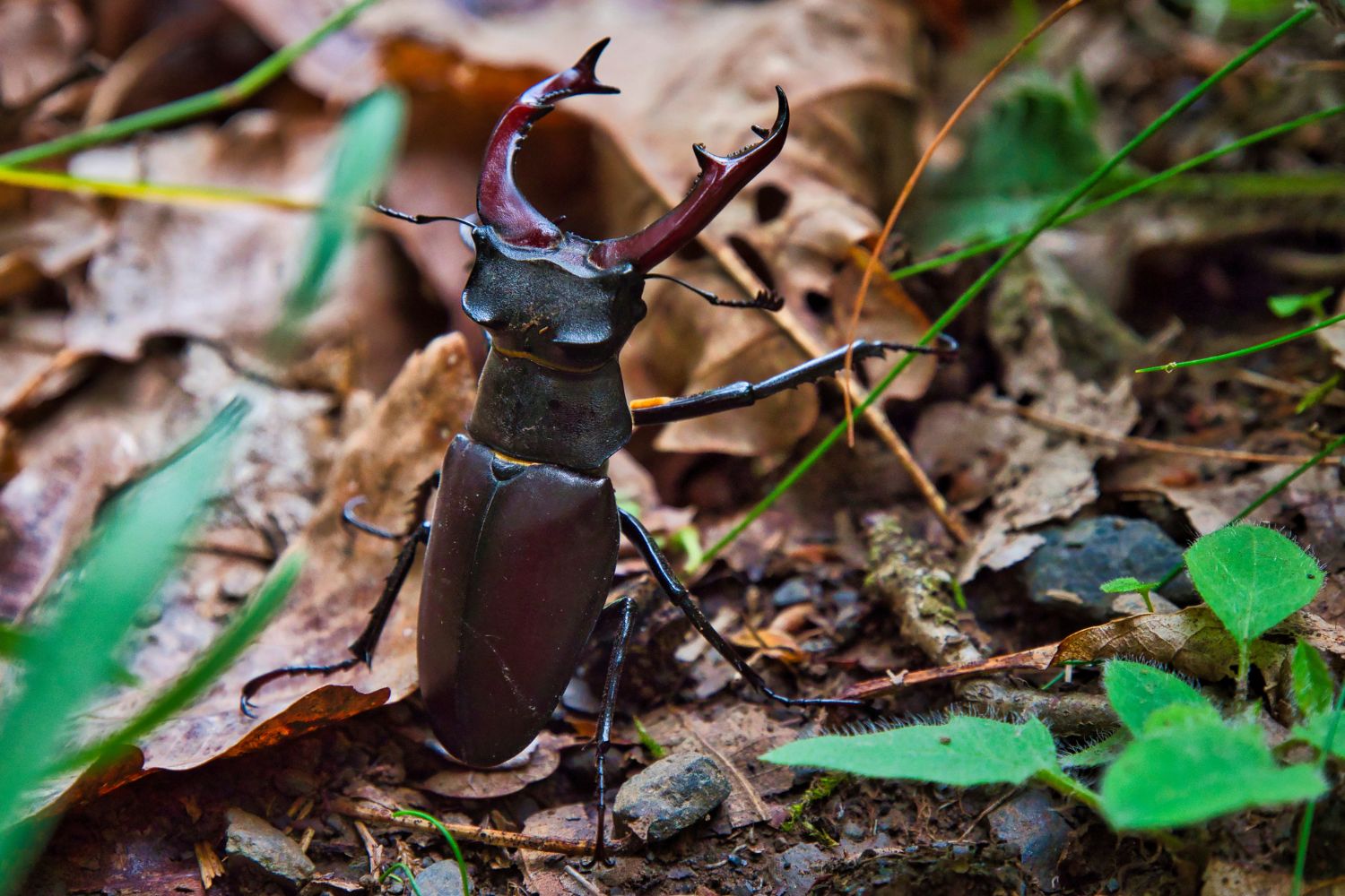 A Beetle crawls across leaves, showing its hard shell.