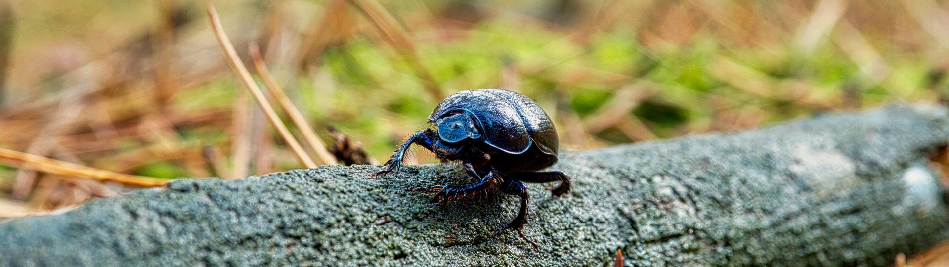 beetle