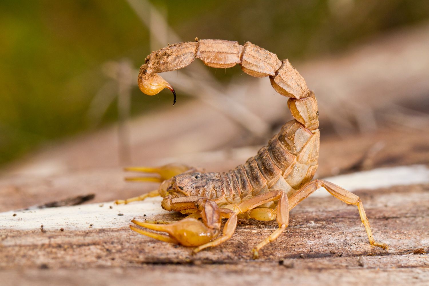 Buthus scorpion (Scorpio occitanus), light color and curved tail.
