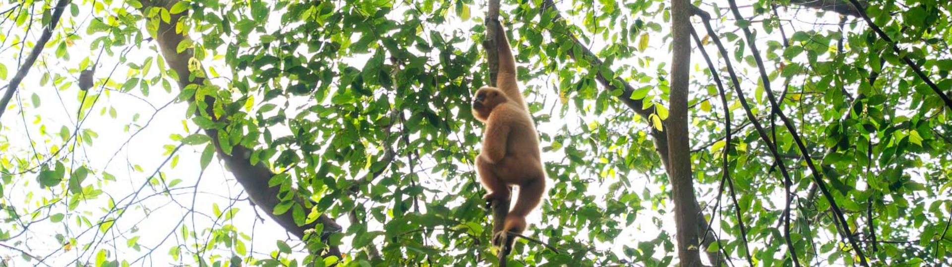 Yellow-checked gibbon