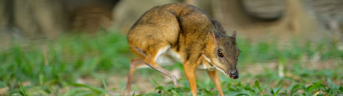 chevrotains-mouse-deer