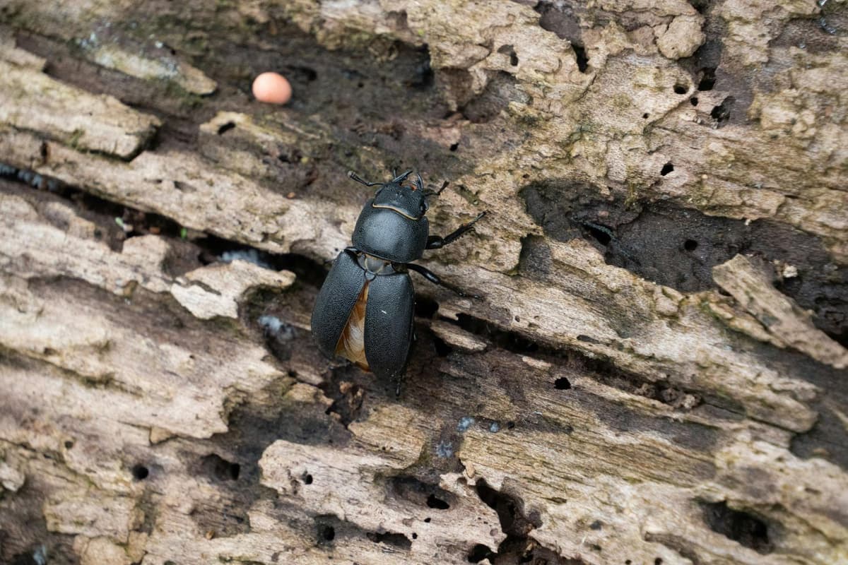 Stag beetles are often found on dry tree trunks and dead wood.