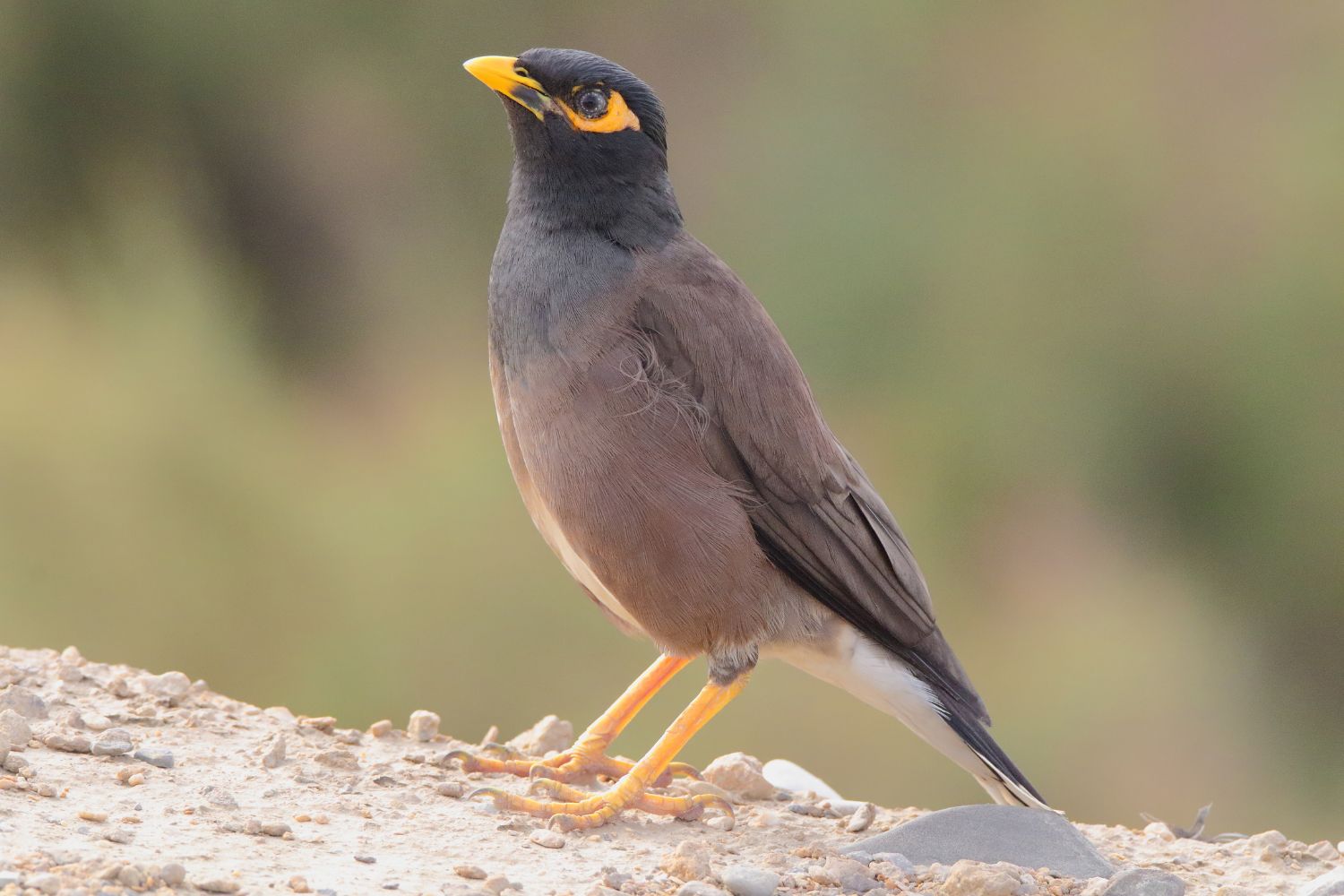 The bird displays its sleek body and bright yellow eye patch.