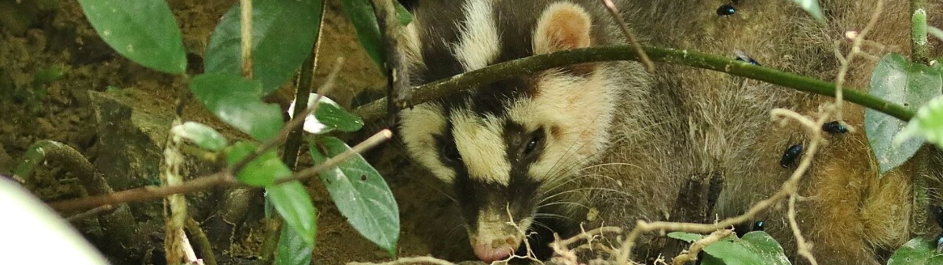 ferret-badger
