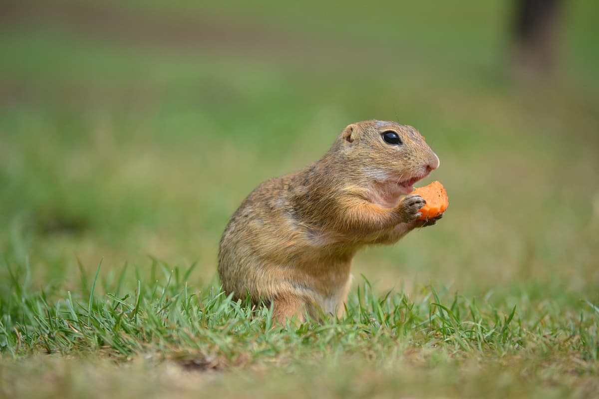 Ground squirrel munches on food.