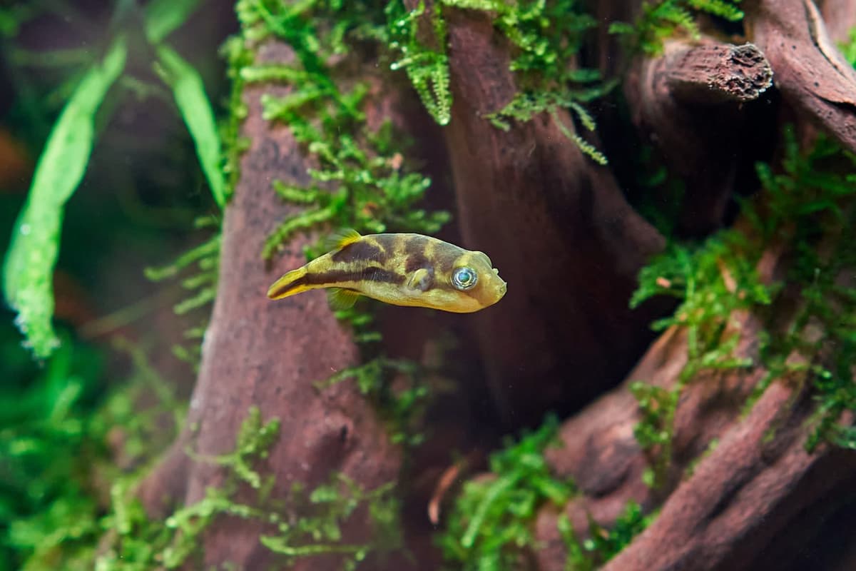 Freshwater Pufferfish are fascinating pets, known for their playful and unique behavior.