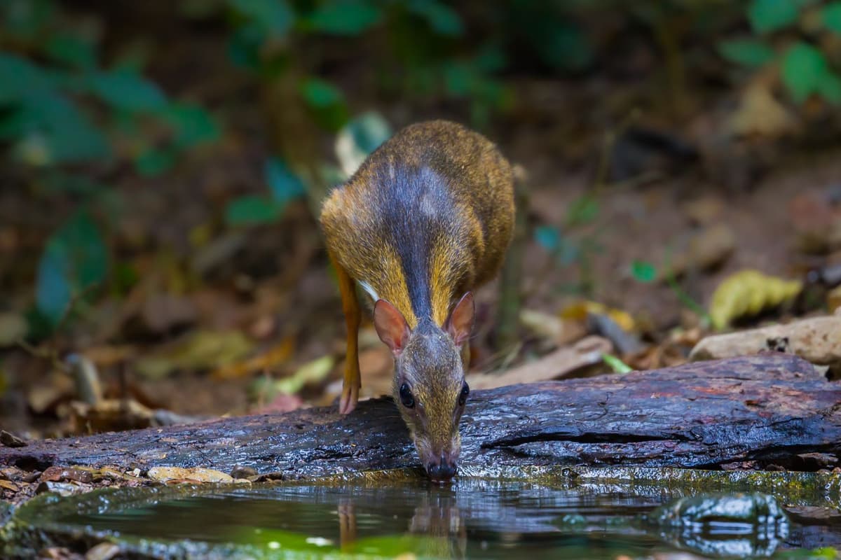 It drinks quietly from forest streams, often at dusk or dawn.