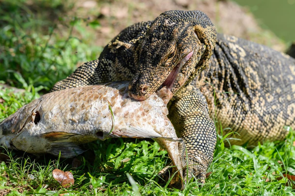 Their diet includes insects, fish, birds, eggs, and small mammals.