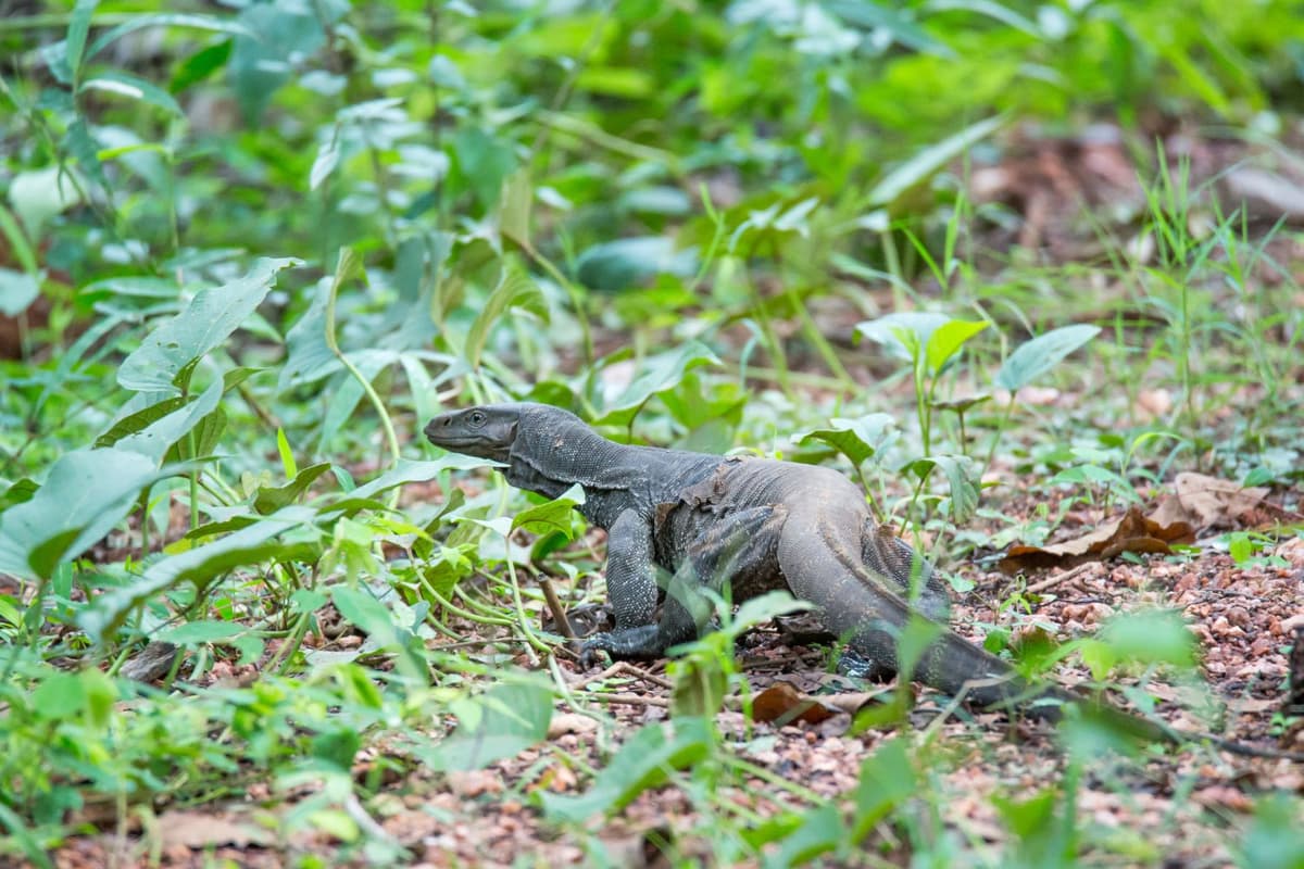 They live in forests, savannas, wetlands, and riverbanks across Asia and Africa.