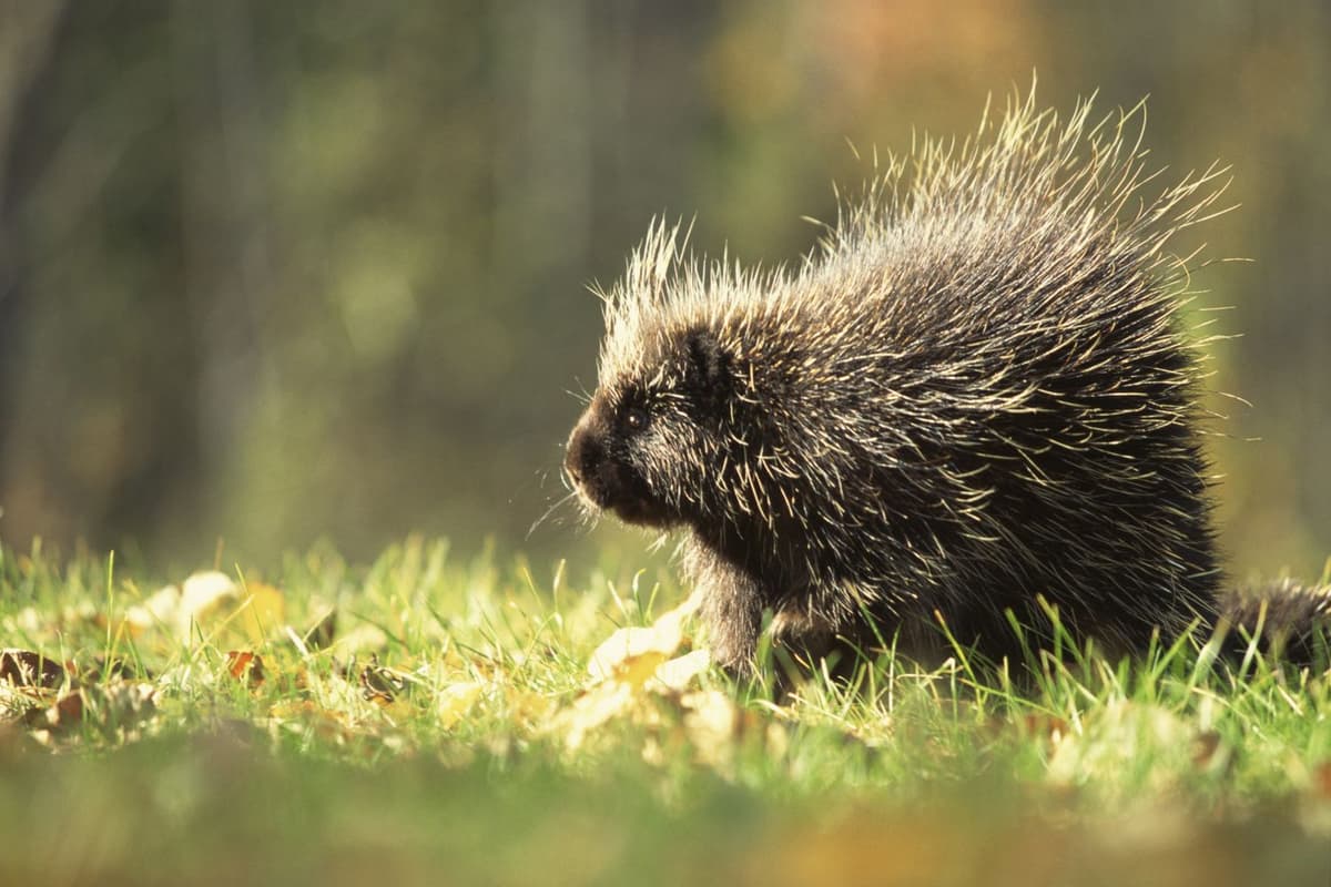 Porcupines have spiky quills for protection against predators.