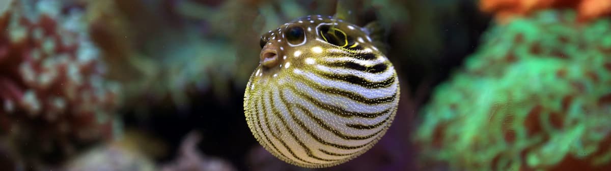 Pufferfish (Tetraodontidae)