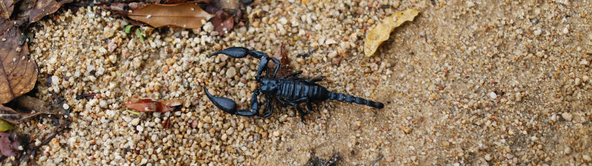 Scorpion