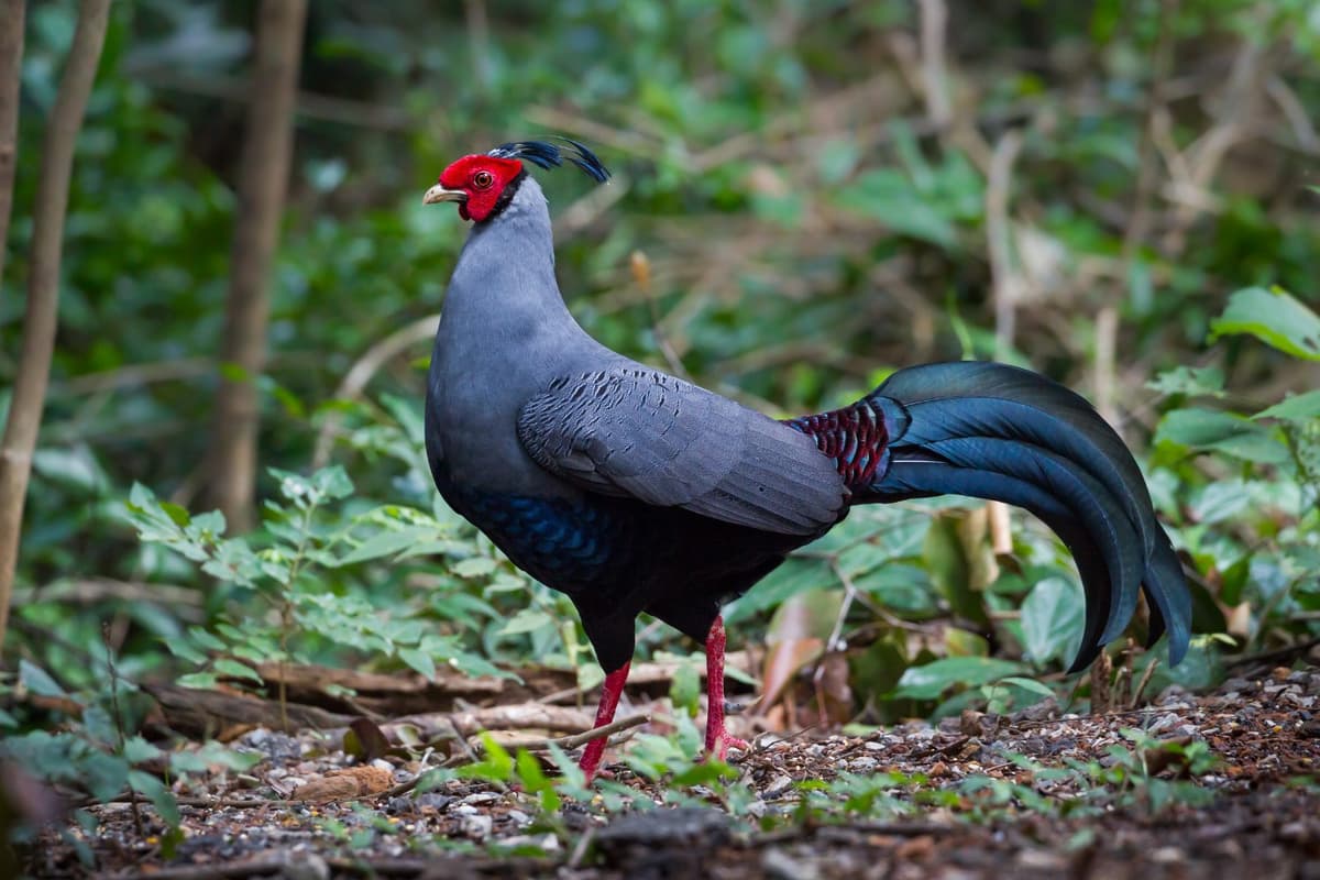 The Siamese fireback has vibrant plumage with a distinctive red tail and blue face.
