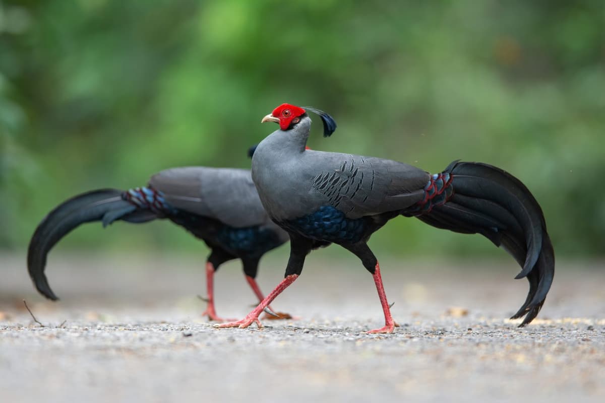 Mating occurs during the rainy season, with males performing elaborate displays.