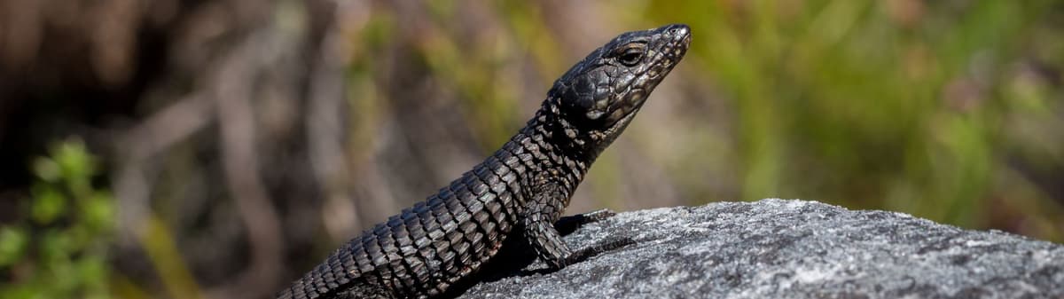Skink: Diverse Shiny Scaled Lizard - Katien Safari
