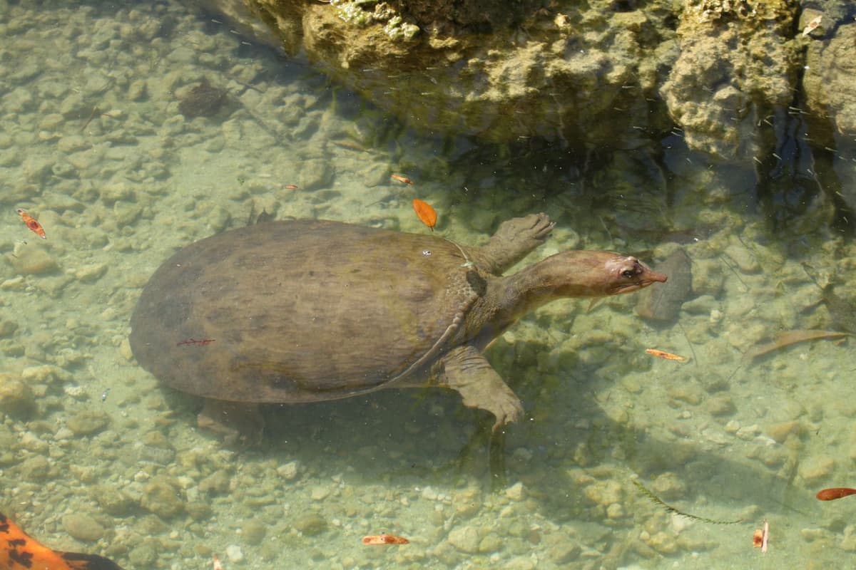 Their diet includes fish, insects, crustaceans, and other small aquatic animals.