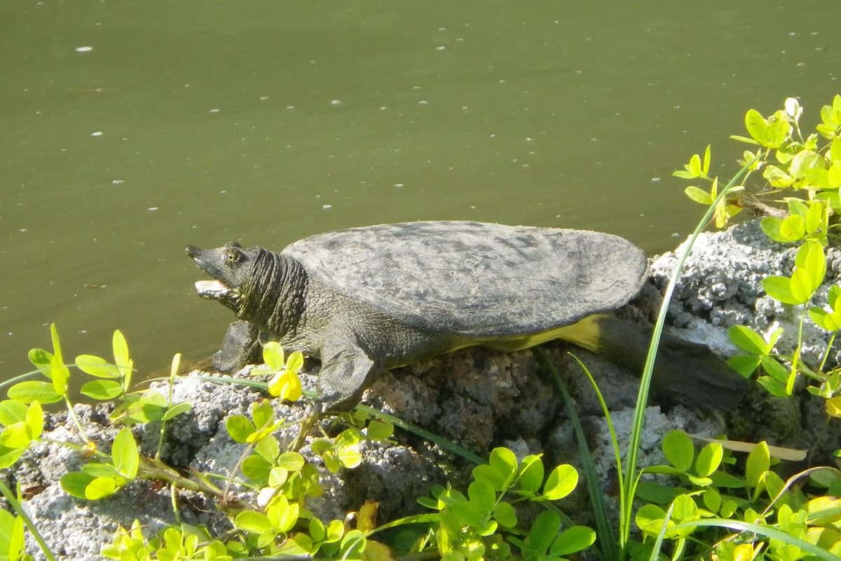 Softshell turtles are active hunters, often burying themselves in sand to ambush prey.