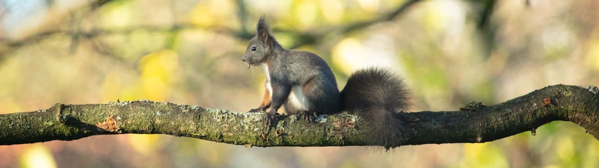 Squirrels (Sciuridae)
