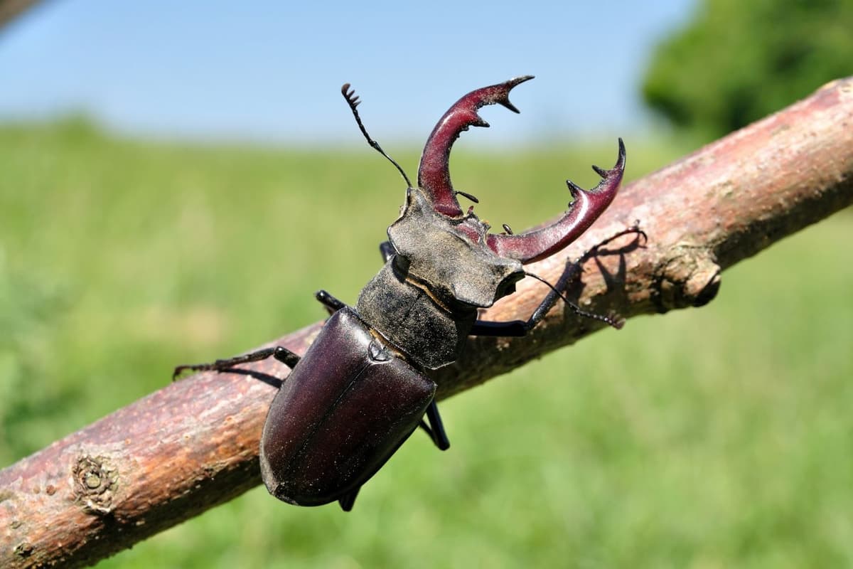 Stag beetles live in forests, woodlands, and old tree areas.