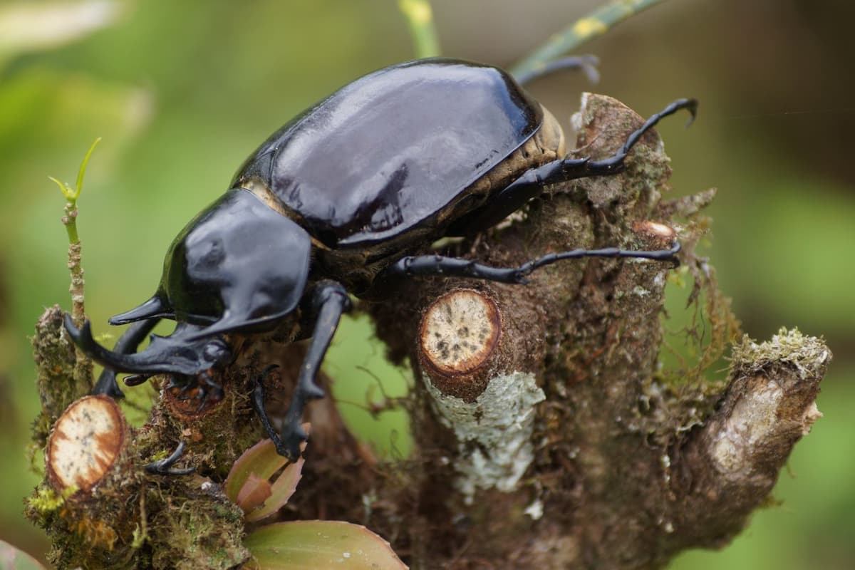 Stag beetles have large jaws and shiny dark bodies.